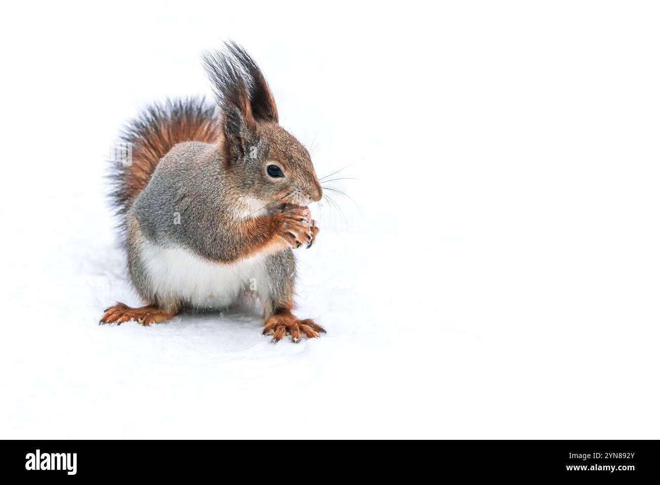 Flauschiges rotes Eichhörnchen kostet auf Schnee mit einer Nuss im Mund. Stockfoto