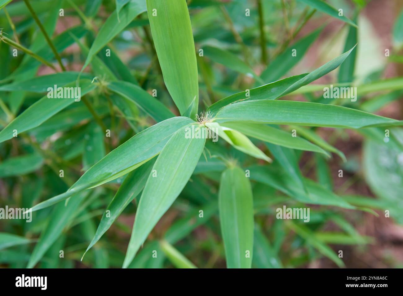 Lange, schlanke bltter -Fotos und -Bildmaterial in hoher Auflsung  Alamy
