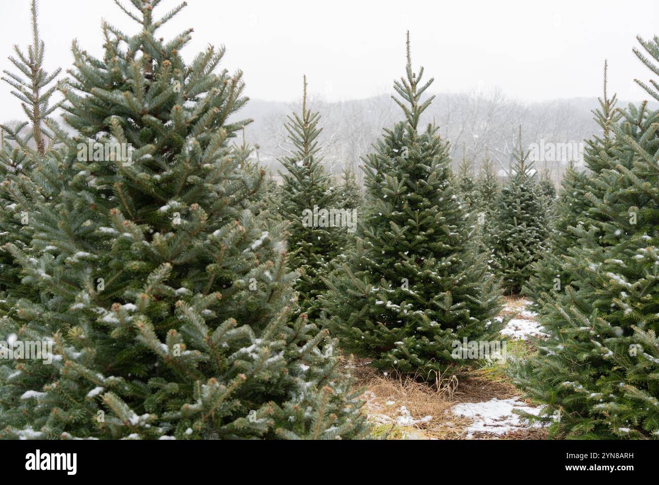 Schneebedeckte immergrüne Bäume auf Christmas Tree Farm Stockfoto