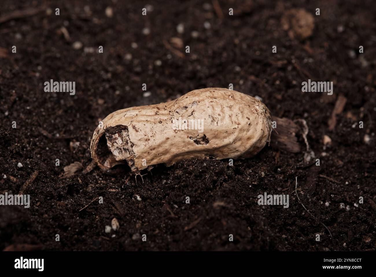 Nahaufnahme einer natürlichen Erdnussschale, die auf dunklem Boden liegt Stockfoto