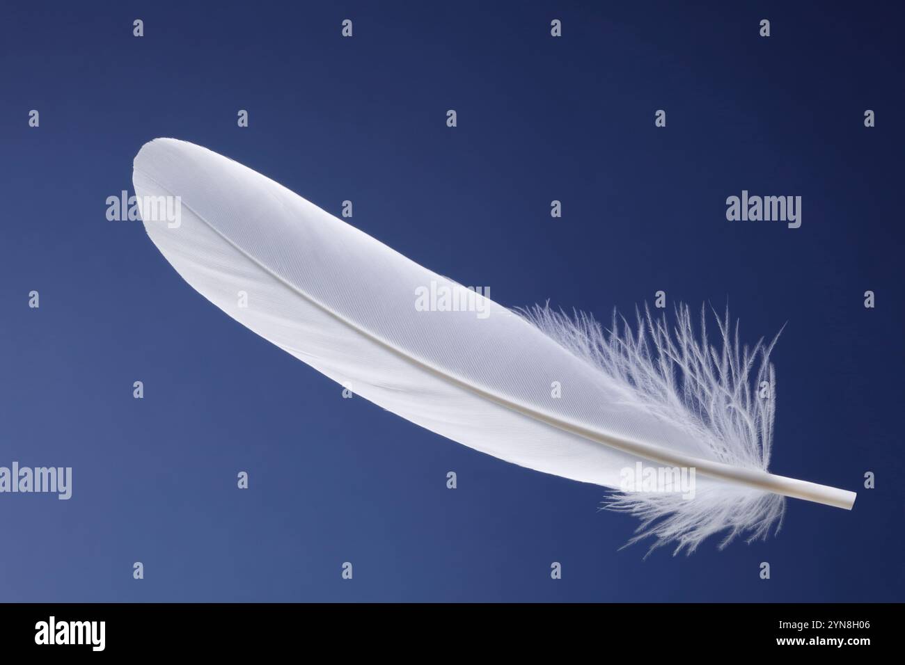 Weiße Feder Stockfoto