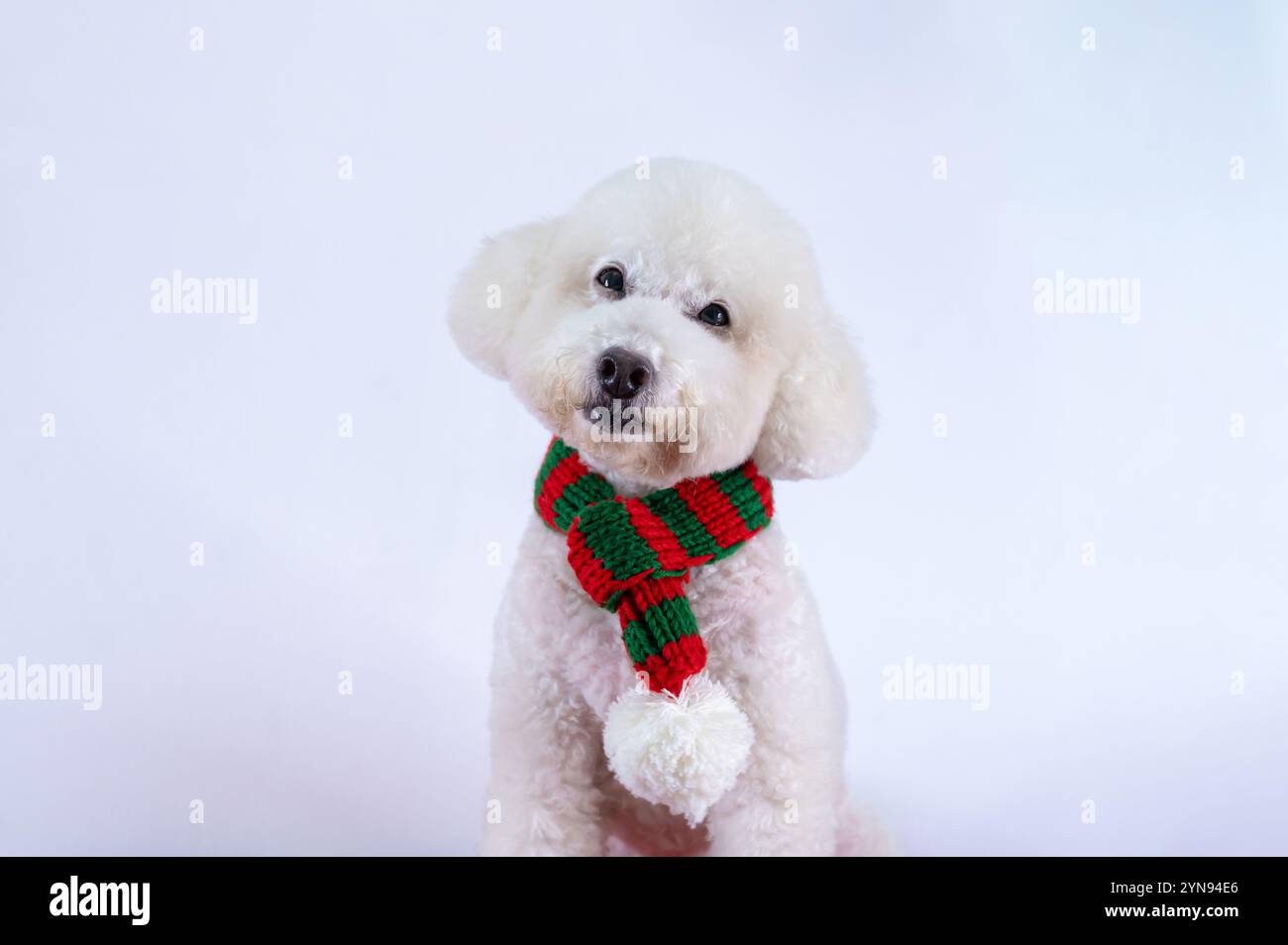 Entzückender weißer Pudelhund, der Weihnachtsschal auf weißem Hintergrund für Weihnachtsfest trägt. Stockfoto