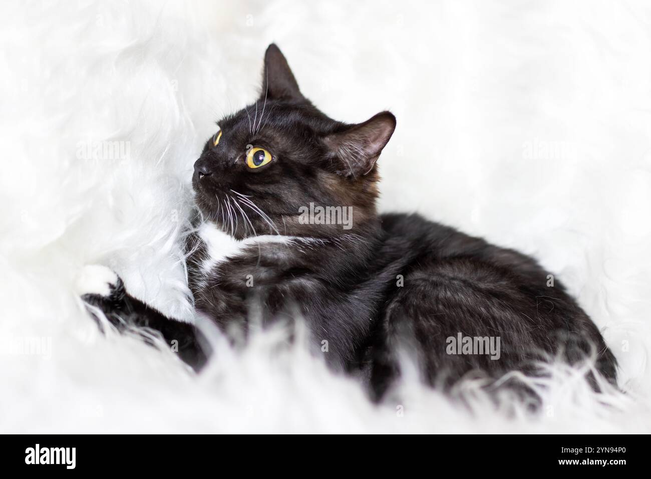 Eine schwarz-weiße Katze, die sich durch ihre auffälligen gelben Augen auszeichnet, liegt bequem auf einer weichen, flauschigen weißen Decke im Zimmer Stockfoto