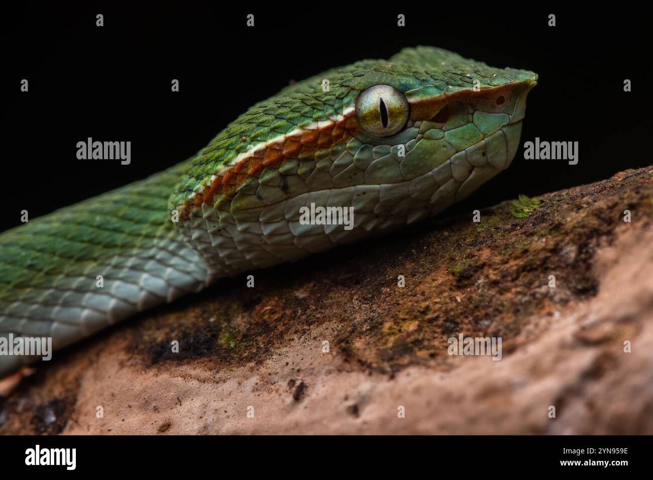 Tropidolaemus subannulatus ist eine arboreale Pitviper aus Borneo, wo sie in Malaysia, Brunei und Indonesien lebt. Stockfoto