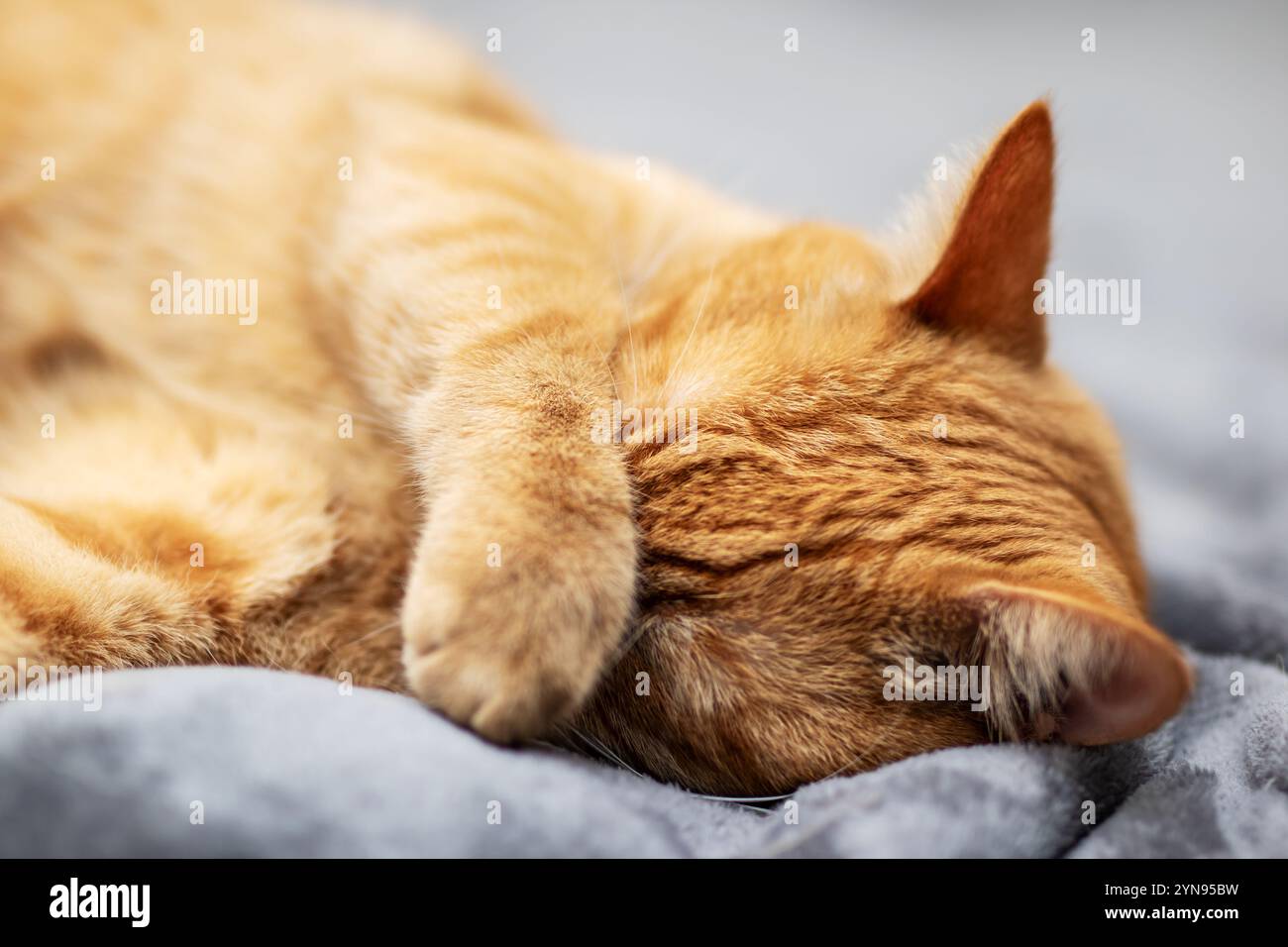 Eine niedliche, flauschige Katze schläft friedlich auf einer weichen Decke, während ihre kleine Pfote sanft auf ihrem entspannten Gesicht liegt Stockfoto