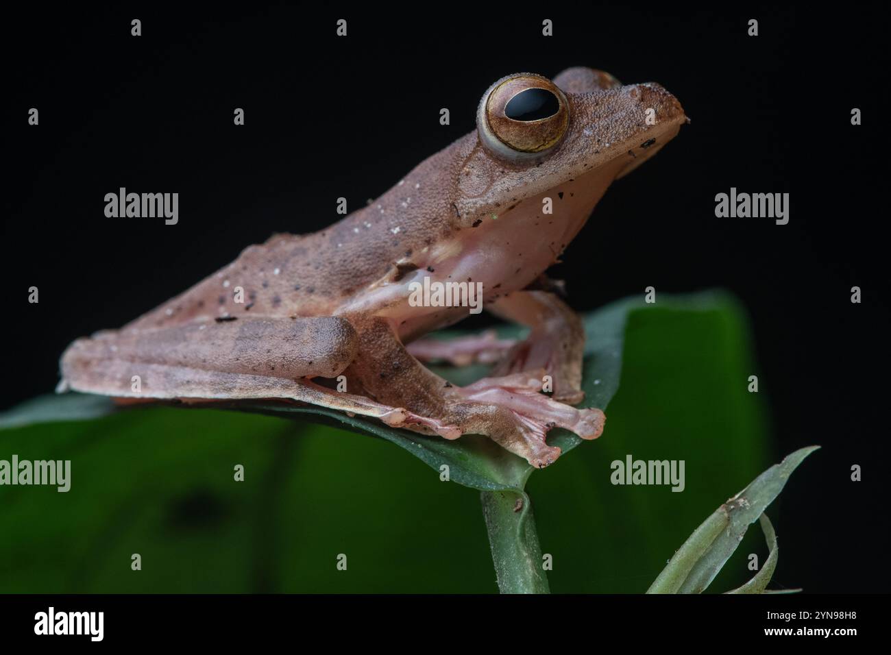 Harlequin-Baumfrosch (Rhacophorus pardalis) aus dem Gunung Mulu Nationalpark, Malaysia. Stockfoto