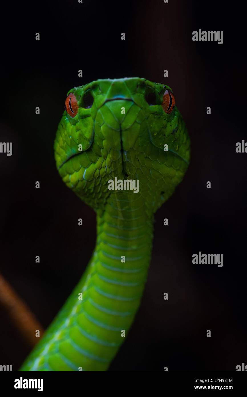 Trimeresurus sabahi, die Sabah-Grubenviper, die der Kamera zugewandt ist und ihr wärmeempfindliches Grubenorgan zeigt, mit dem diese Schlangen Beute spüren. Stockfoto