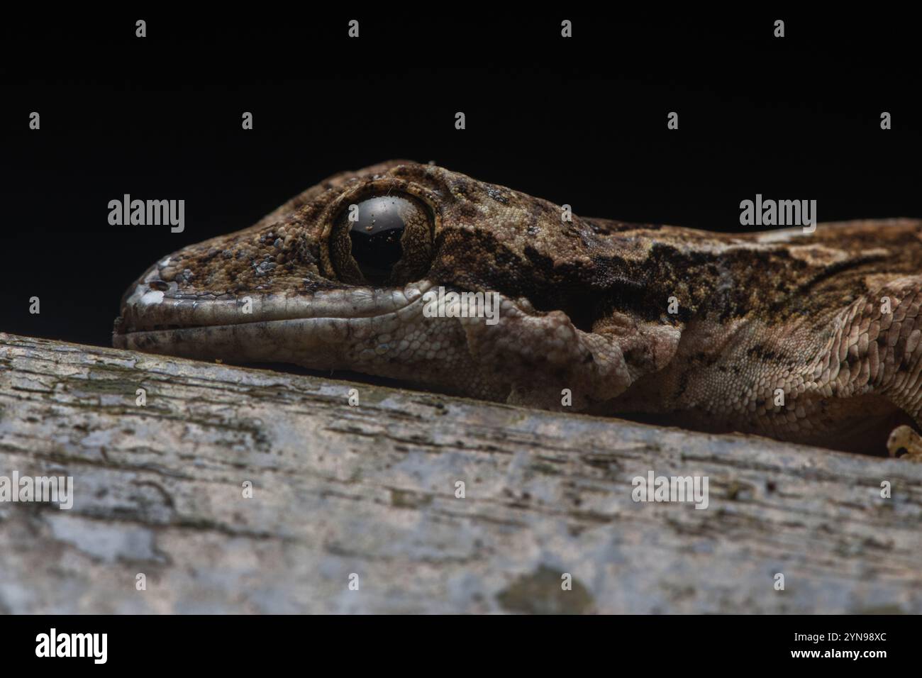Ein Kuhls fliegende Gecko (Gekko kuhli) aus dem malaysischen Borneo in Südostasien. Stockfoto
