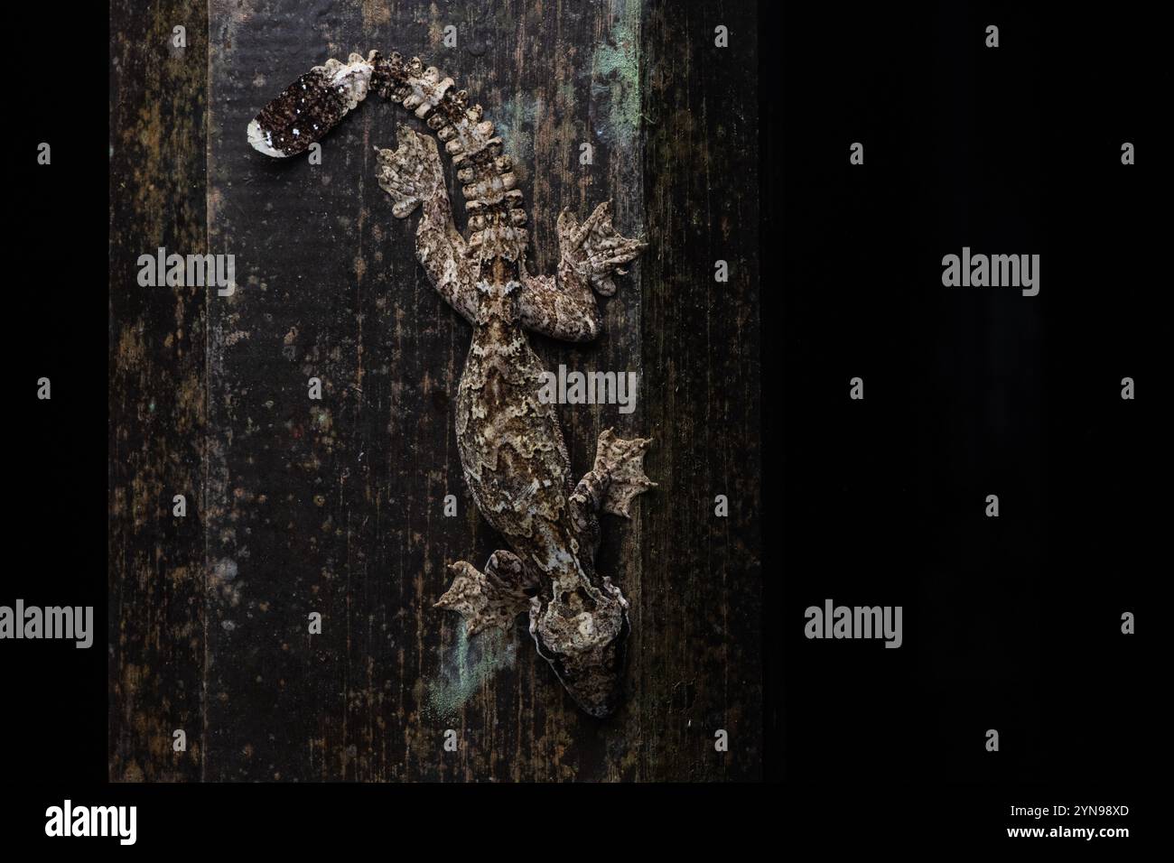 Ein Kuhls fliegende Gecko (Gekko kuhli) aus dem malaysischen Borneo in Südostasien. Stockfoto