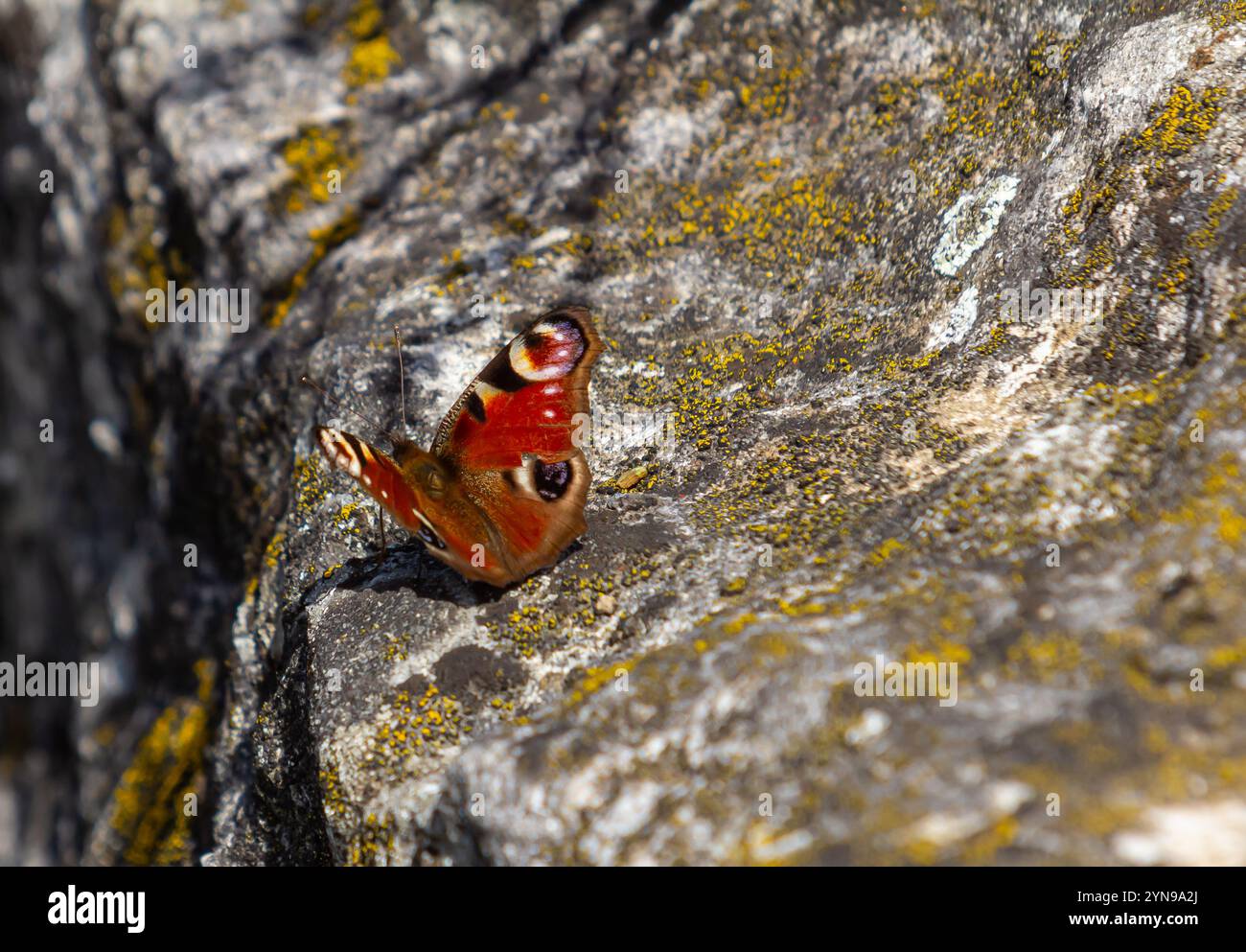 Bunte europäische Pfauenschmetterlinge Aglais io. Stockfoto