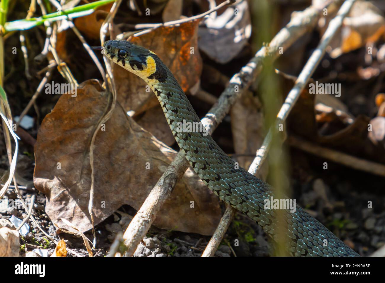 Die Grasschlange Natrix natrix, auch Ringelschlange oder Wasserschlange genannt, ist eine nichtgiftige Schlange aus Eurasien. Paarungszeit im Frühling im Wald Stockfoto