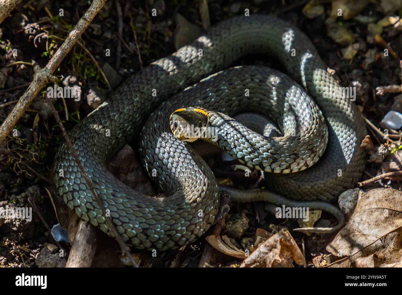 Die Grasschlange Natrix natrix, auch Ringelschlange oder Wasserschlange genannt, ist eine nichtgiftige Schlange aus Eurasien. Paarungszeit im Frühling im Wald Stockfoto