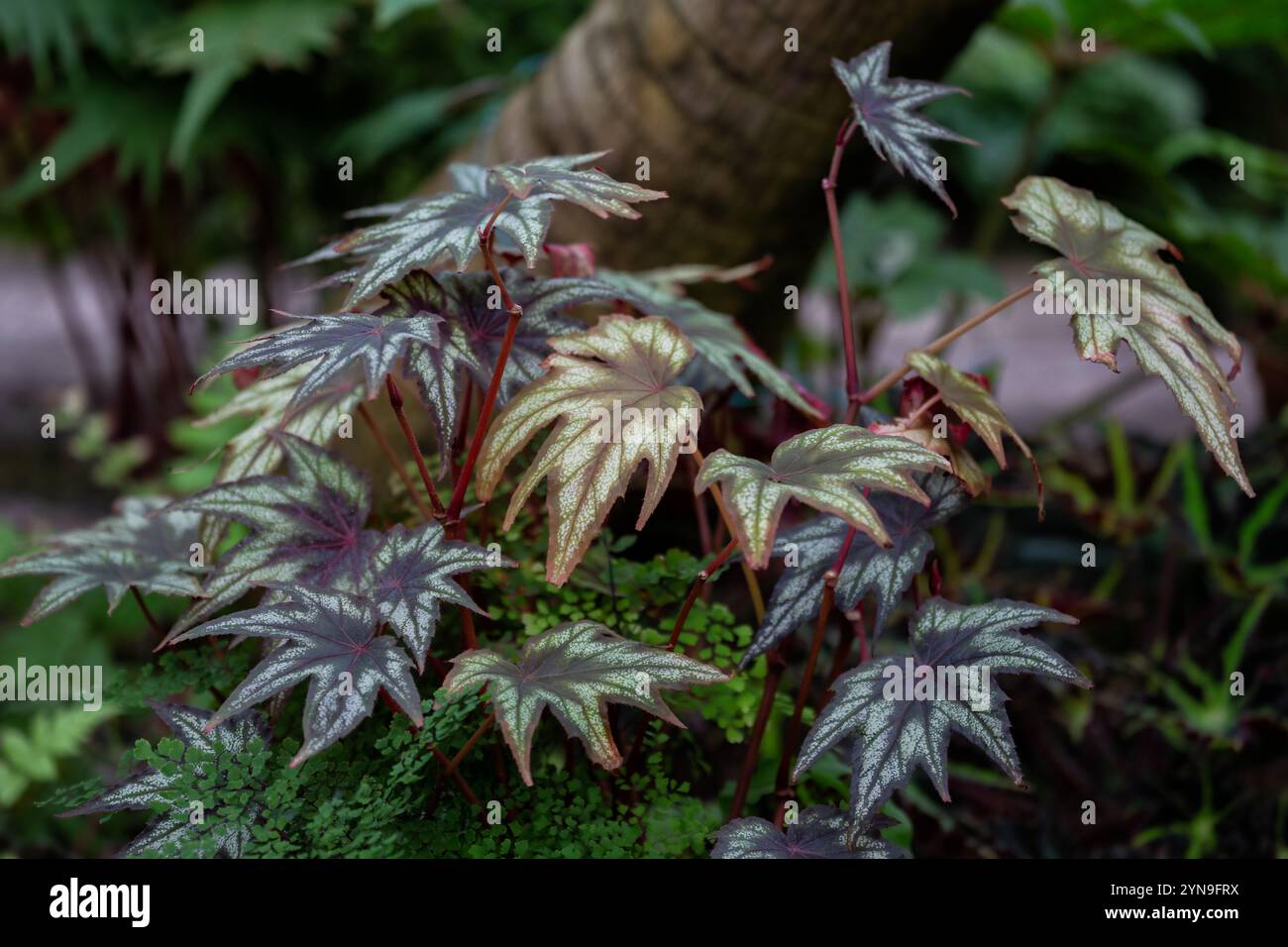 Ornamentales Laubwerk Begonia 'Little Brother Montgomery' mit wunderschönen ahornartigen Blättern Stockfoto