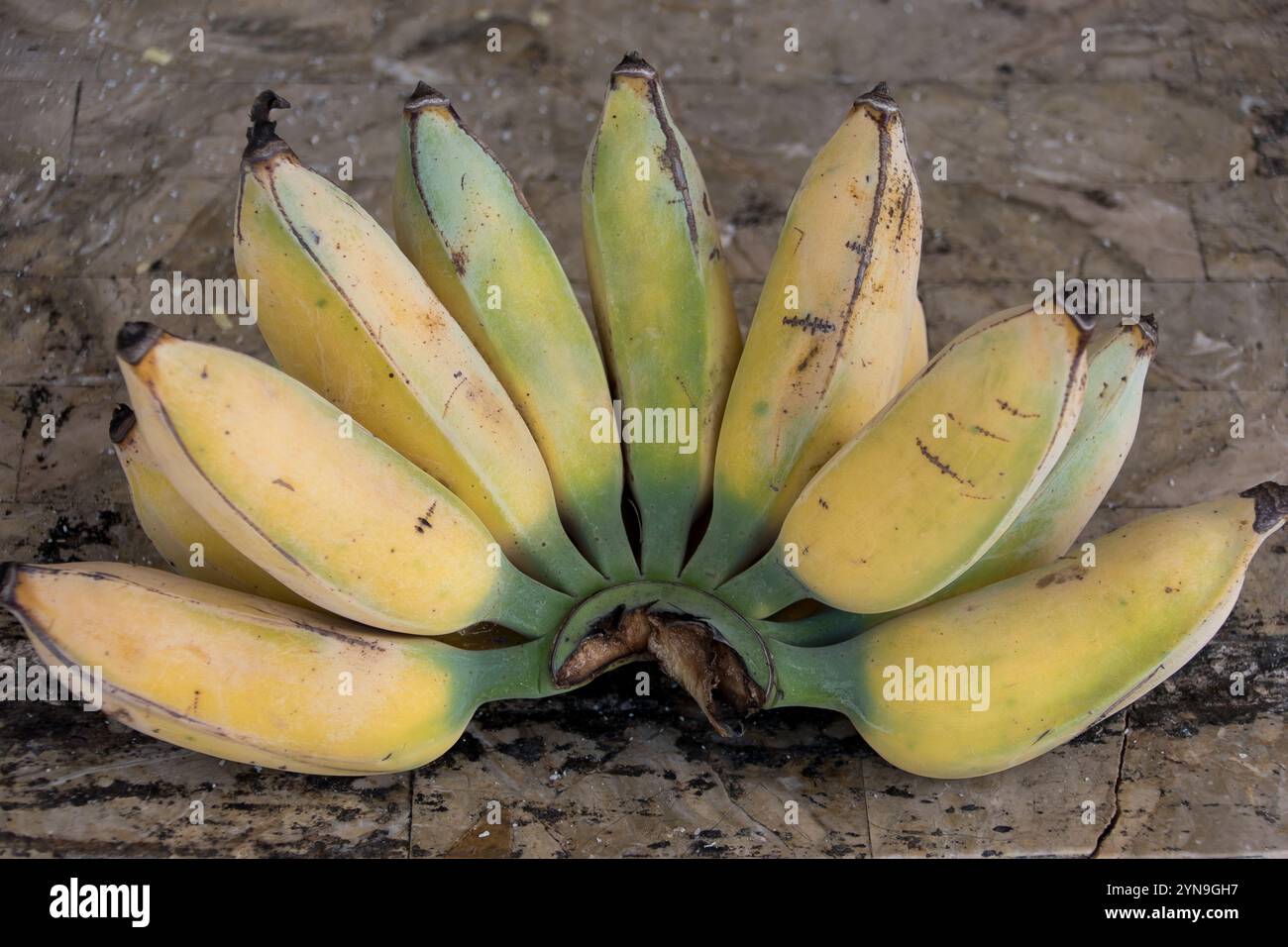 Große Bananen (Hand) von Lady Finger Bananas (Musa acuminatan) frisch geerntet in Queensland, Australien. Blassgelbe und grüne Früchte im Halbkreis. Stockfoto
