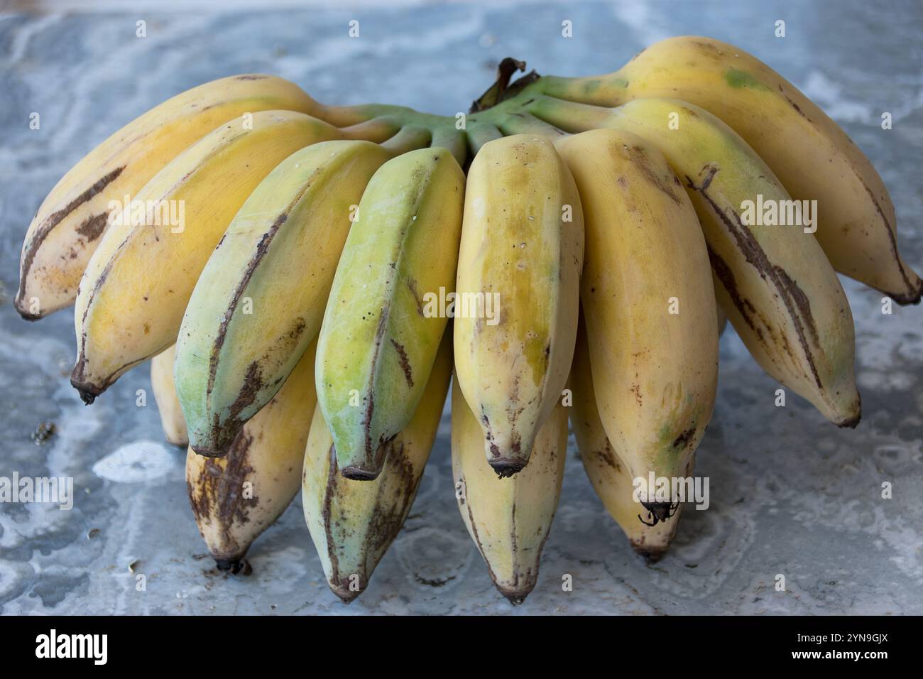 Große Bananen (Hand) von Lady Finger Bananas (Musa acuminatan) frisch geerntet in Queensland, Australien. Blassgelbe und grüne Früchte im Halbkreis. Stockfoto