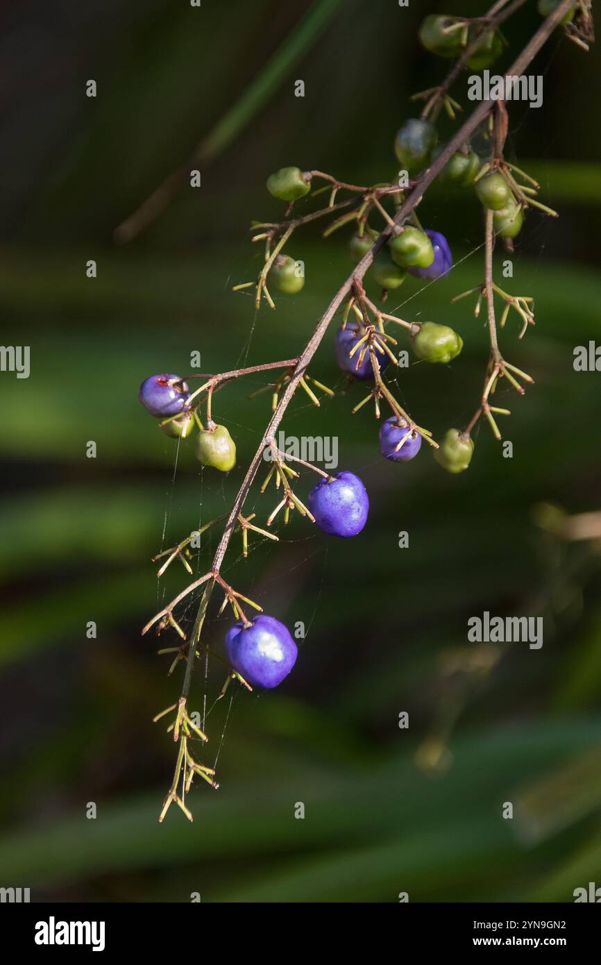 Violette Beeren (möglicherweise giftig) von australischer Blauflachslilie, Dianella revoluta, am Stiel, nachdem die Blüten gefallen sind. Wächst im Garten von Queensland. Stockfoto