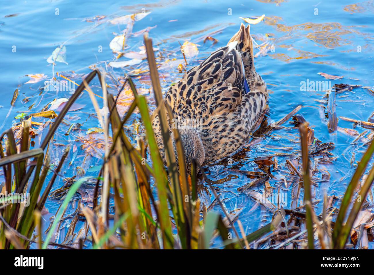 Enten im See im Stadtpark von Skopje. Stockfoto