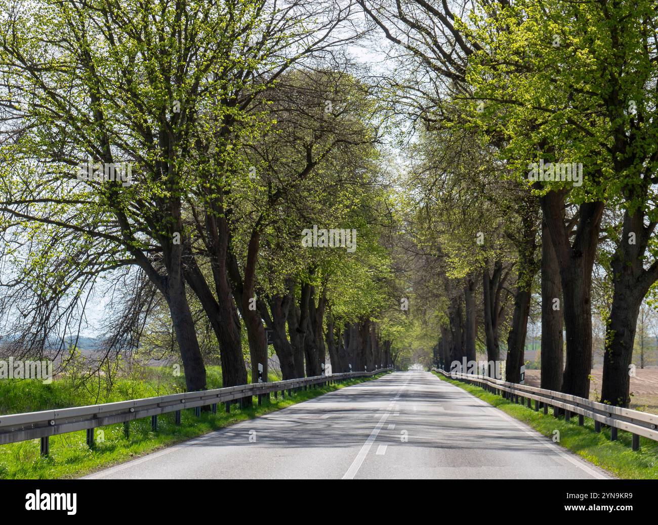 Straße mit einer Allee von Bäumen in Mecklenburg-Vorpommern an der Ostsee Stockfoto