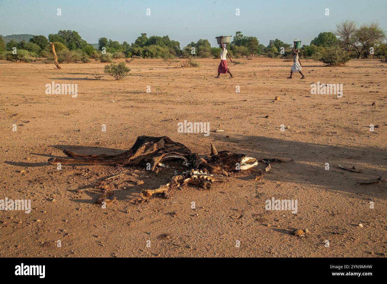 Dürre in Simbabwe Simbabwes Frauen gehen am Kadaver einer Kuh vorbei, die infolge von Wassermangel und Weideflächen in Nyanyadzi, Chimanimani, Simbabwe am 23. November 2024 starb. Simbabwe steht vor einer schweren, von El Nino ausgelösten Dürre, die die ländlichen Lebensgrundlagen zerstört hat, insbesondere im Norden und Süden des Matabeleland, wo fast 10 000 Rinder aufgrund schwindender Wasser- und Weidelandschaften ums Leben gekommen sind. Die Krise hat die Ernährungsunsicherheit verschärft, da viele Haushalte nicht in der Lage sind, die Versorgung eines Monats zu erhalten, während Unterernährung und Gesundheitsrisiken, insbesondere bei Kindern und schwangeren Frauen, auftreten Stockfoto