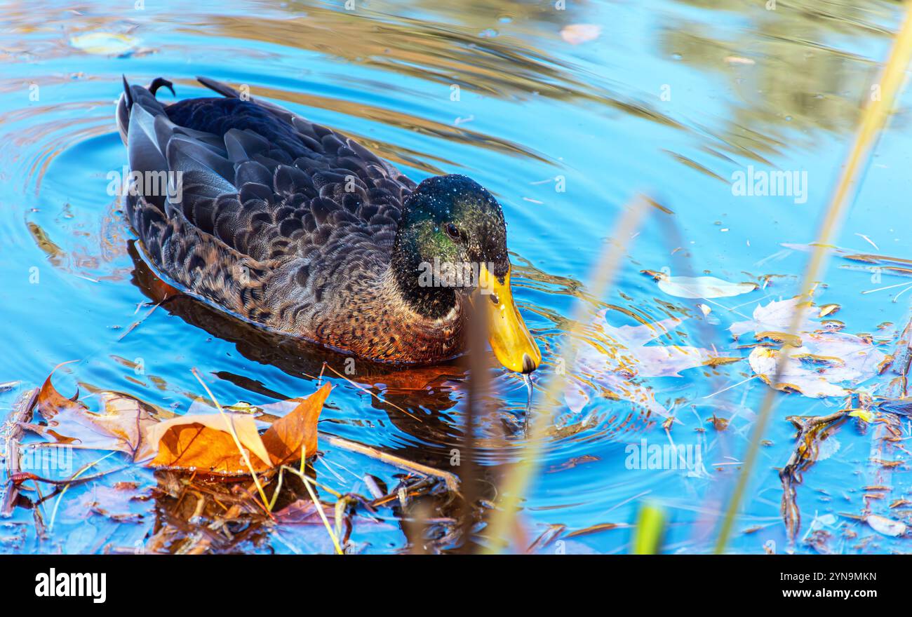 Enten im See im Stadtpark von Skopje. Stockfoto