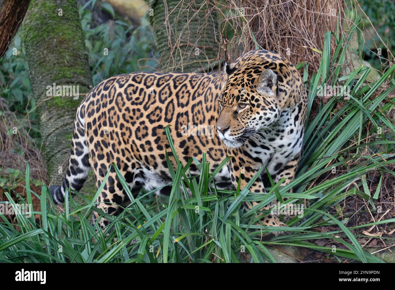 Jaguar in verschiedenen Aktionen. Jaguar *** Jaguar in verschiedenen Aktionen Jaguar Stockfoto