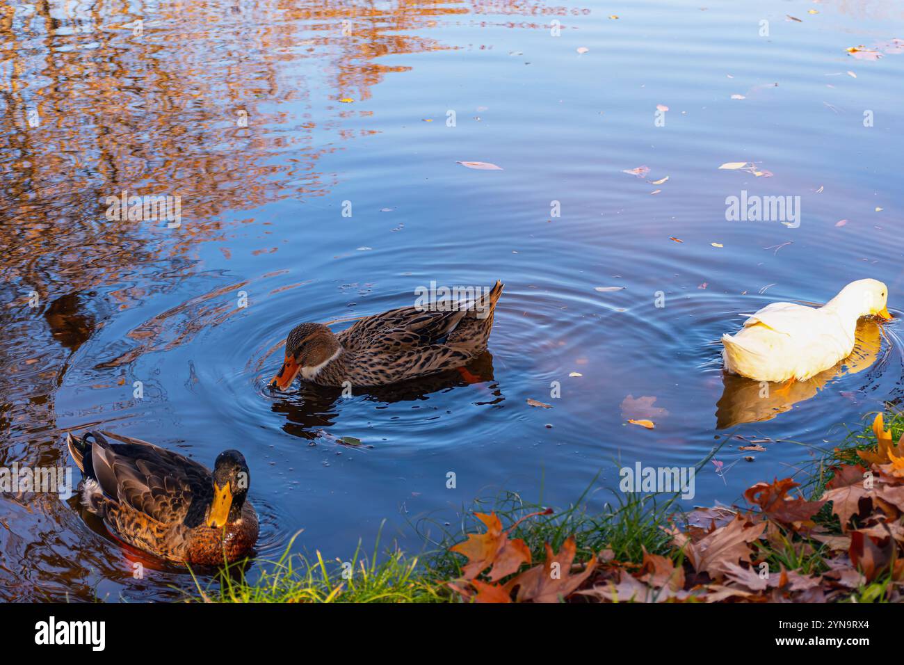 Enten im See im Stadtpark von Skopje. Stockfoto