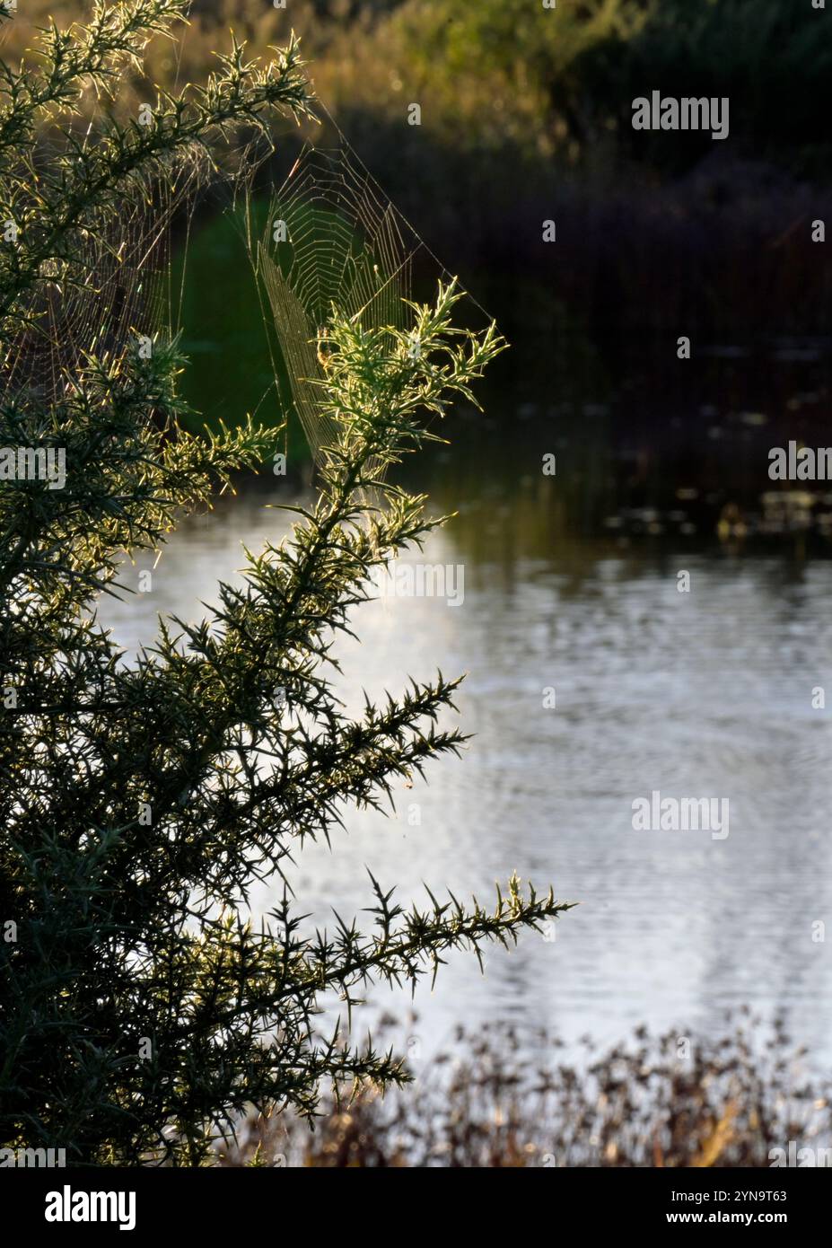 Spinnennetz auf Ginsterstrauch (ulex) neben dem See, Waldringfield, suffolk, england Stockfoto