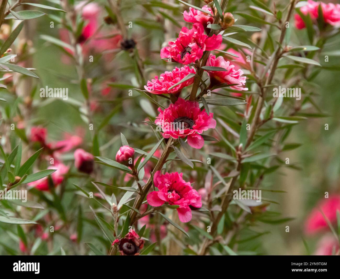 Manuka-Pflanze mit hellroten Blüten. Manuka myrte, neuseeländische Teebaumsorte. Leptospermum scoparium blühender Sträucher. Stockfoto