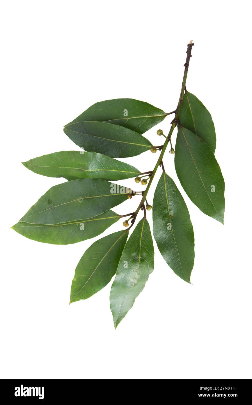 Lorbeer oder süße Bucht beliebte Kräuter und Gewürze. Lorbeerzweig mit Blättern und Knospen isoliert auf weißem Hintergrund. Laurus nobilis die blühende Pflanze Stockfoto