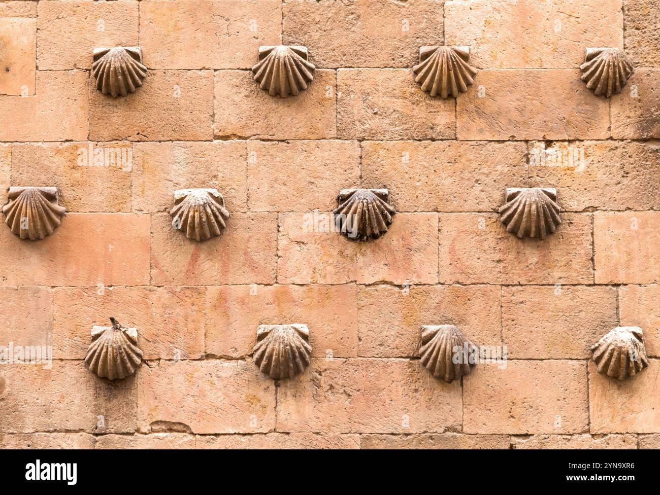 Komplizierte Muschelschalen zieren die verwitterte Wand eines historischen Salamanca-Gebäudes und heben das künstlerische Erbe hervor. Stockfoto