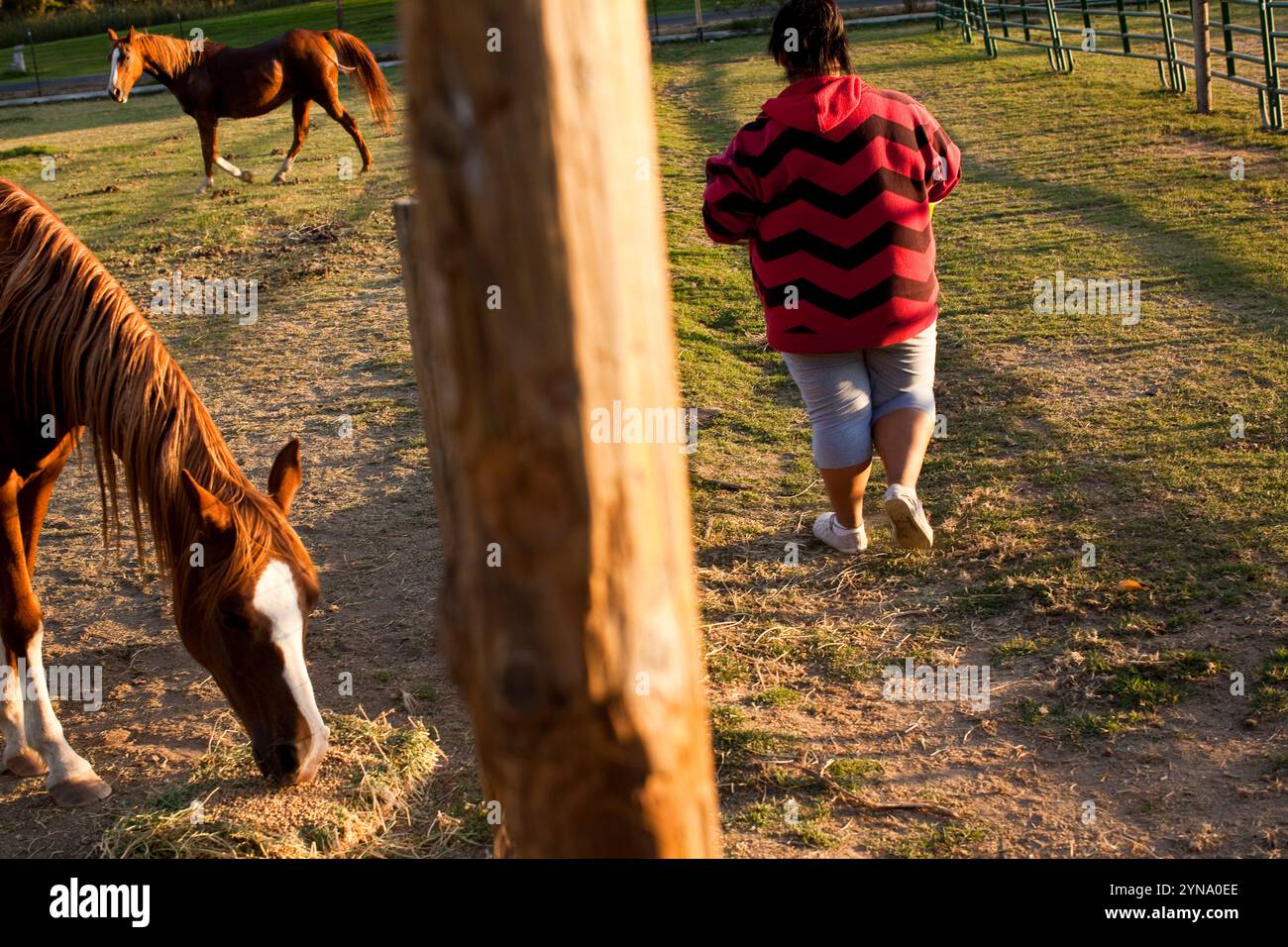 Reedley, Kalifornien, Usa. Die Schülerin füttert die Pferde auf dem Campus des Internats nach ihrem Ritt während des Pferdevereins. Stockfoto