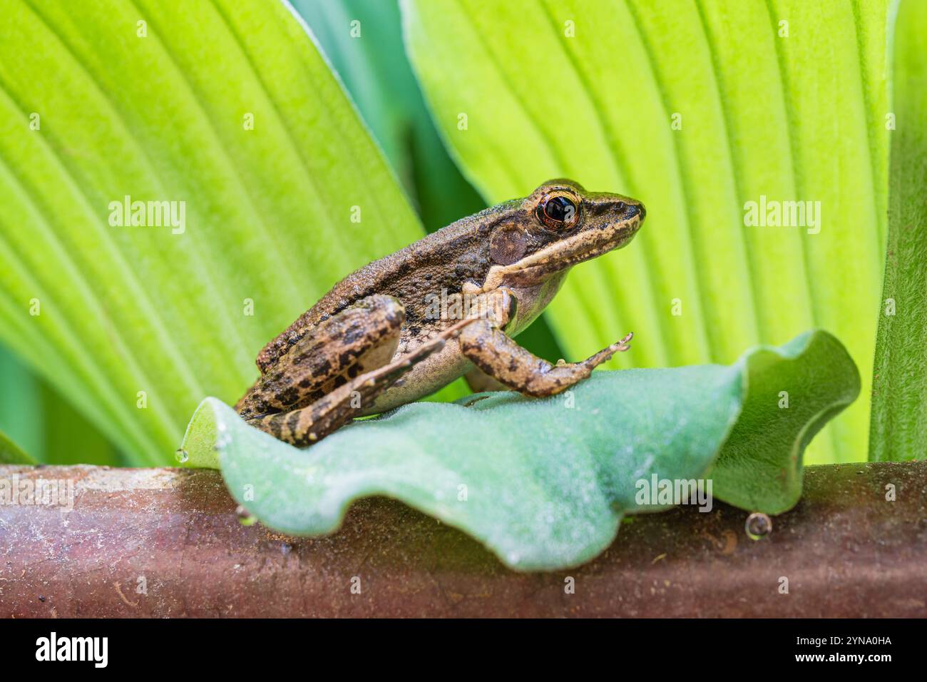 Nahaufnahme der braunen tropischen sylvirana nigrovittata, auch bekannt als schwarz gestreifter oder schwarz gepunkteter Flussfrosch, der auf hellgrüner Wasserpflanze hockt, Thailand Stockfoto