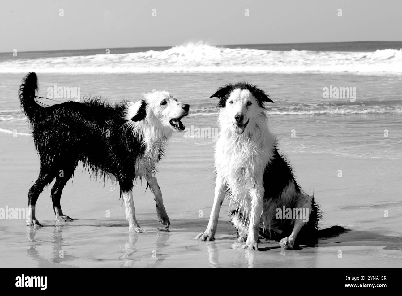 Hunde am Strand spielen Stockfoto