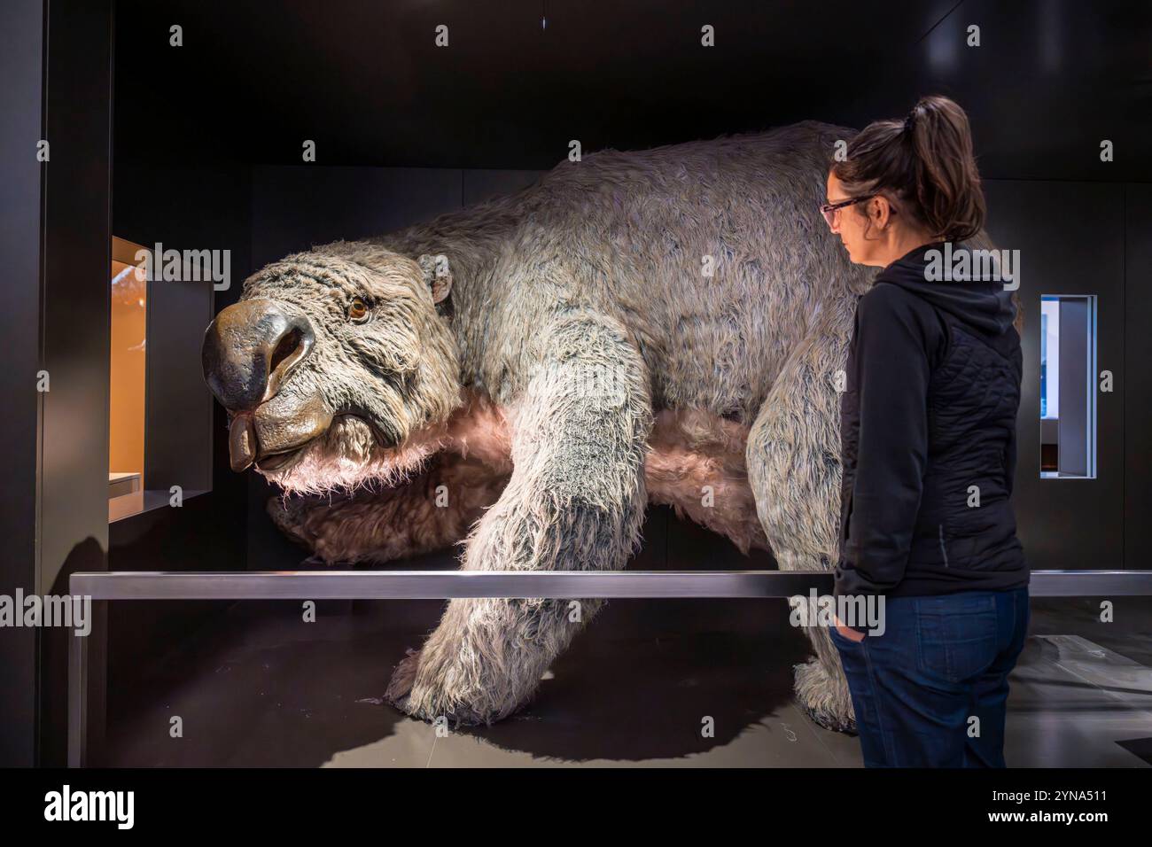 Australien, New South Wales, Sydney, Australian Museum, Australiens ältestes Museum, mit dem Schwerpunkt Naturgeschichte und Anthropologie, Dinosaurierreplik Stockfoto