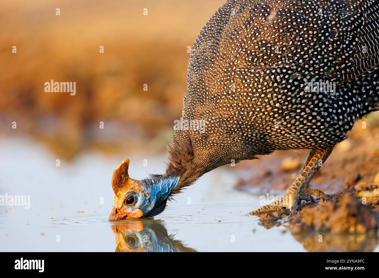Kenia, Shompole Community, Shompole Wildnis, numidisches Perlhühnchen (Numida meleagris), in der Nähe eines Teichs Stockfoto