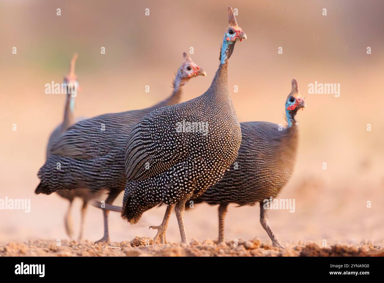 Kenia, Shompole Community, Shompole Wildnis, numidisches Perlhühnchen (Numida meleagris), in der Nähe eines Teichs Stockfoto