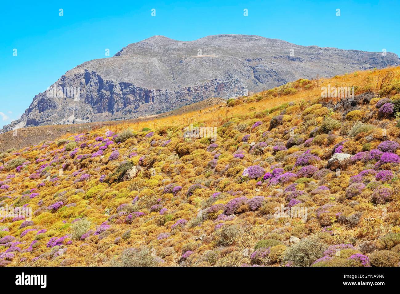 Griechenland, Kreta, blühende Thymiansträucher, Kourtaliótiko Schlucht, Rethymnon Stockfoto