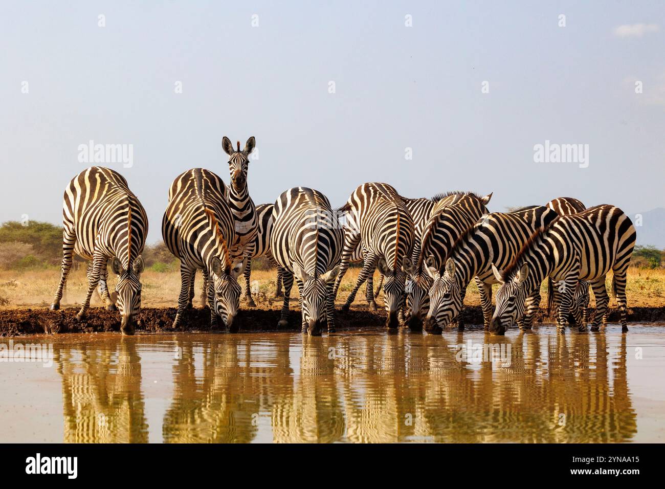 Kenia, Shompole Community, Shompole Wildness, Plains Zebra oder Burchell's Zebra (Equus quagga syn. Equus burchellii), Gruppe trinkt aus einem Teich Stockfoto