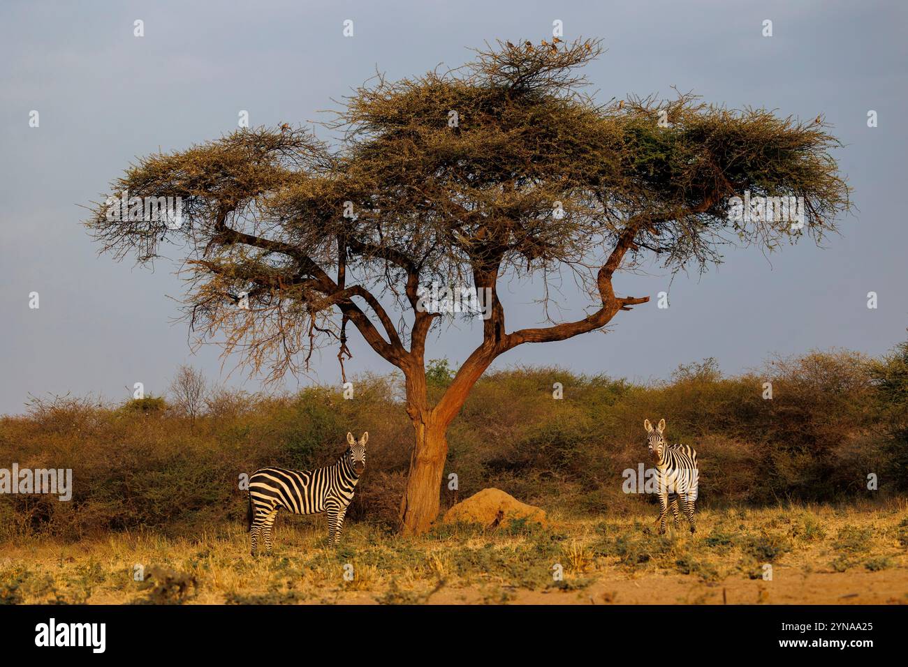 Kenia, Shompole Community, Shompole Wildness, Plains Zebra oder Burchell's Zebra (Equus quagga syn. Equus burchellii), Gruppe bei einem Teich Stockfoto