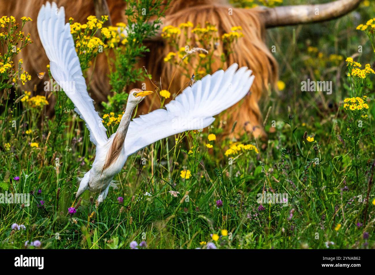 Frankreich, Somme, Baie de Somme, Le Crotoy, Marais du Crotoy, westlicher Rinderreiher (Bubulcus ibis) begleitet Higlandrinder auf der Suche nach Nahrung Stockfoto