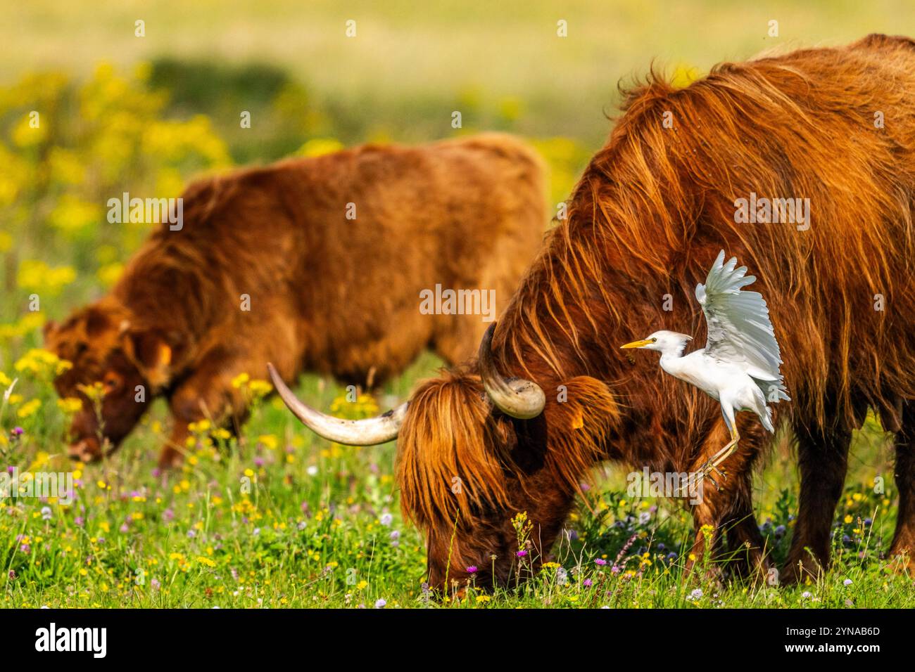 Frankreich, Somme, Baie de Somme, Le Crotoy, Marais du Crotoy, westlicher Rinderreiher (Bubulcus ibis) begleitet Higlandrinder auf der Suche nach Nahrung Stockfoto