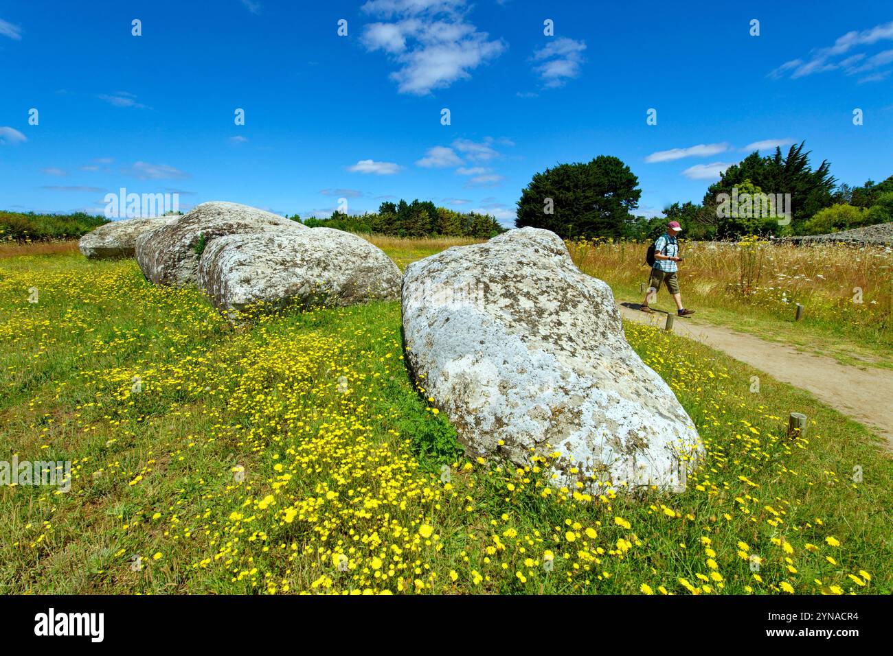 Frankreich, Morbihan, Golf von Morbihan, Locmariaquer, der große kaputte Menhir von er Grah Stockfoto