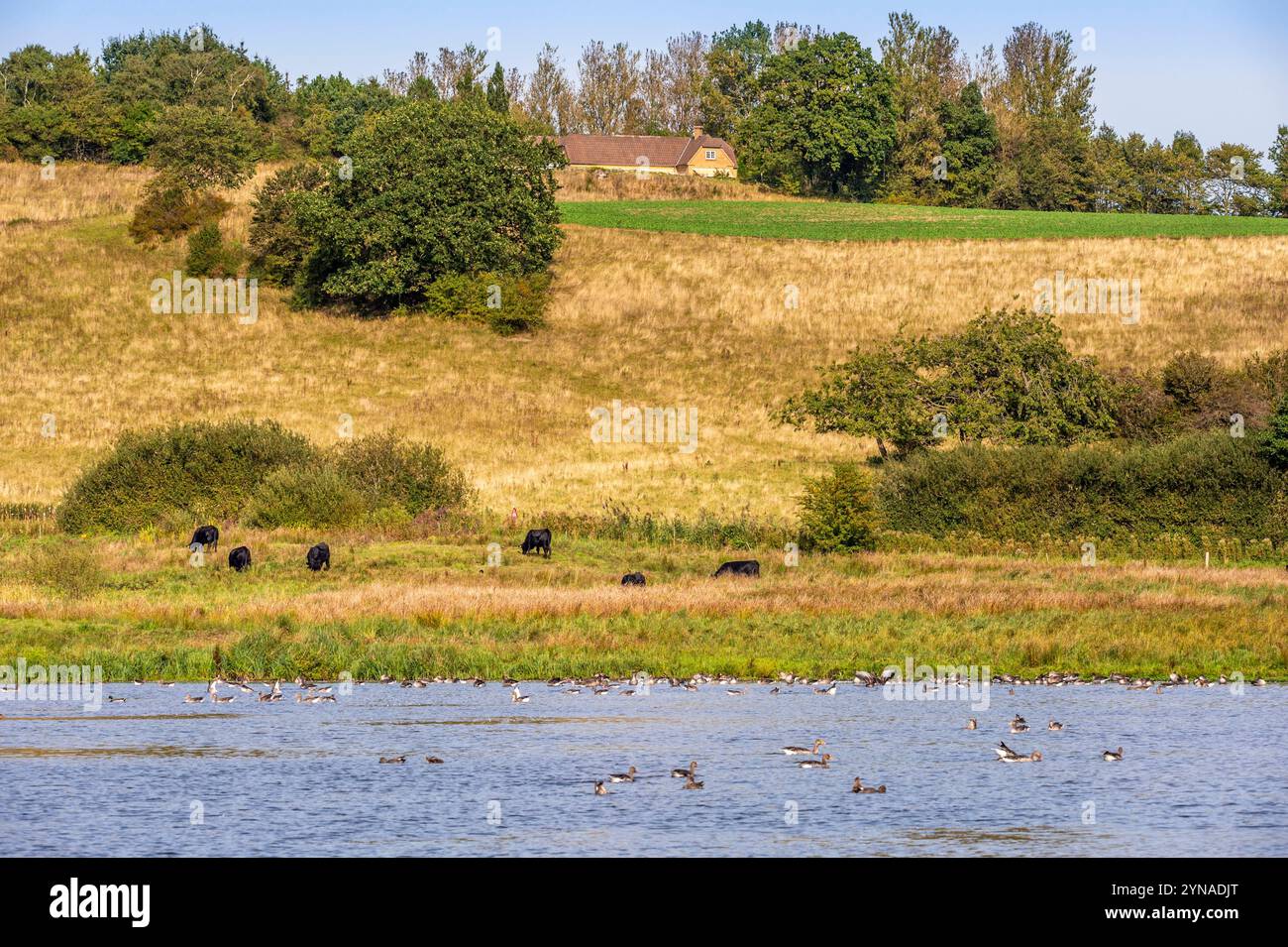 Dänemark, Fionie, Fåborg, UNESCO-Geopark des Südfionie-Archipels grasen schwarze Kühe am Ufer des Sees Stockfoto
