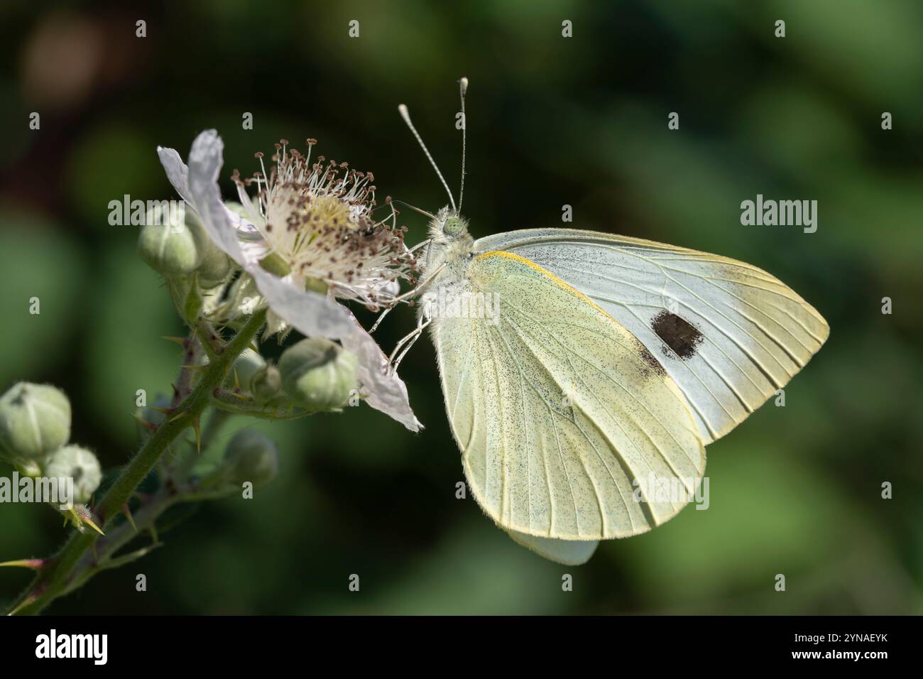 Ein großer weißer Schmetterling, der sich von einer brombeerblüte ernährt. Stockfoto