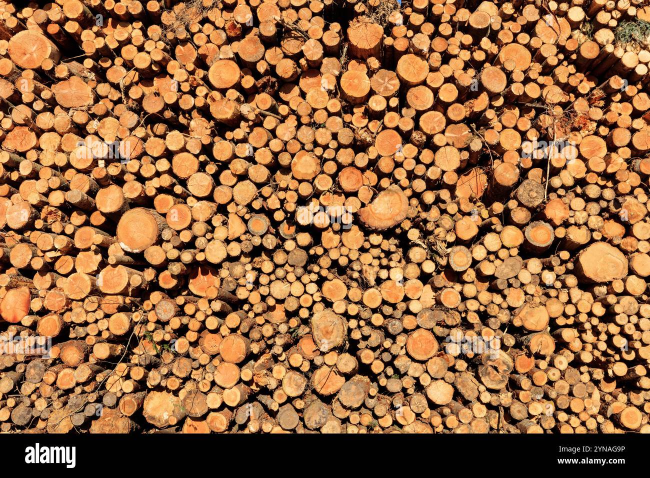 France, Isere (38), Salaise sur Sanne, Site industriel et portuaire de Salaise Sablons, Port de Commerce sur le fleuve Rhone, bois Stockfoto