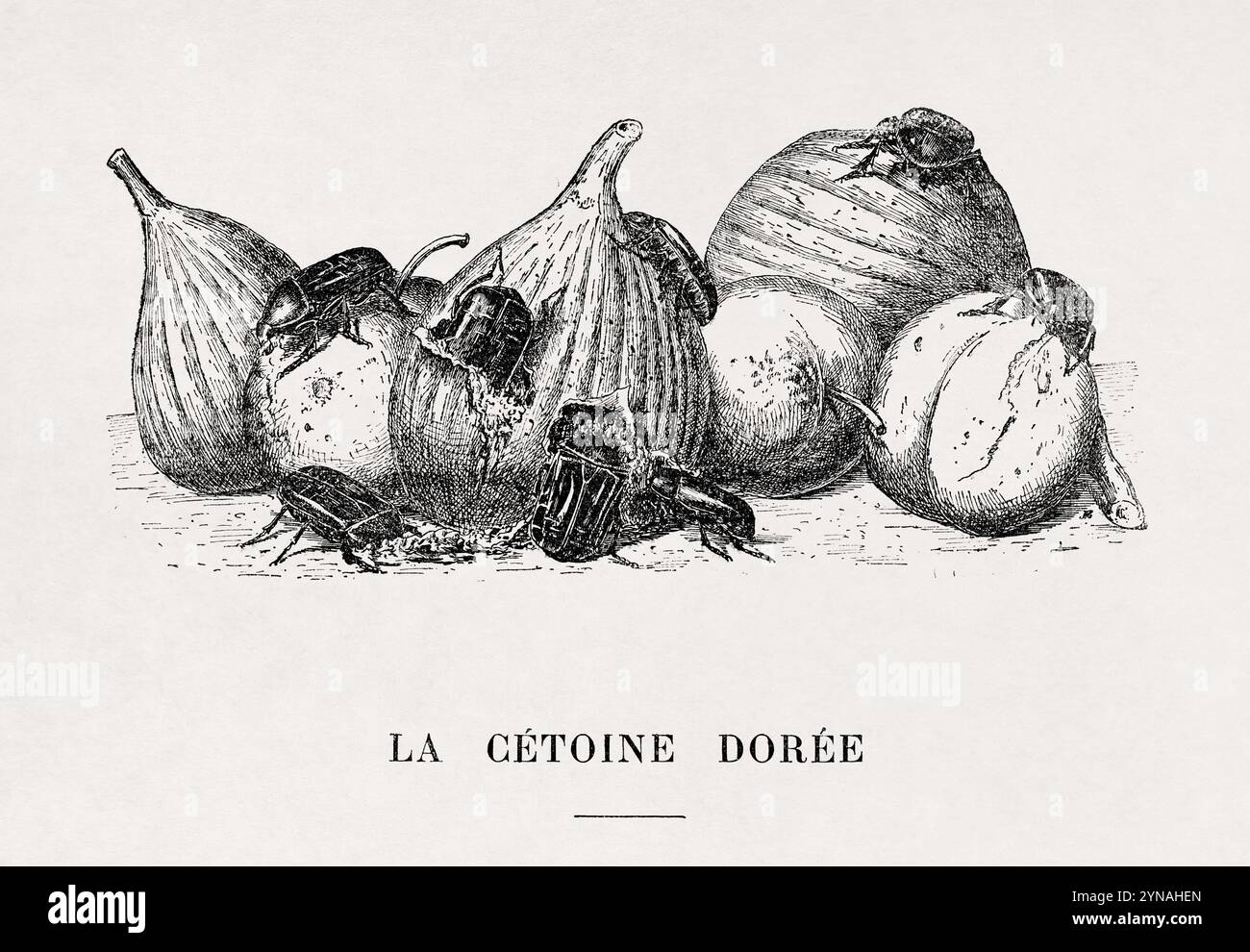 Kupferstich von Paul Méry, der den grünen Rosenscheuer (Cétoine dorée) darstellt. Stockfoto