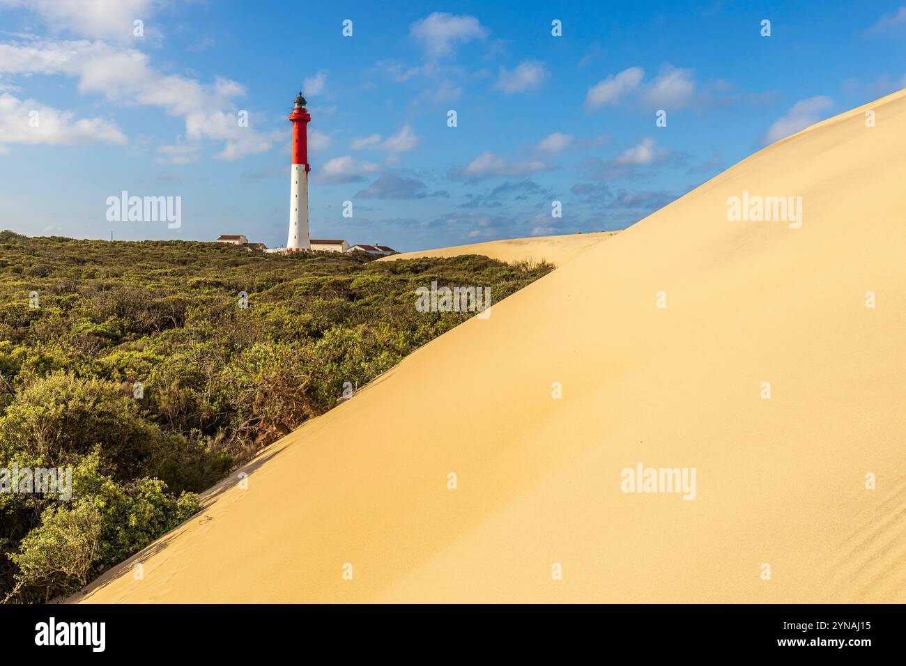 Frankreich, Charente-Maritime, Côte Sauvage, Pointe de la Coubre, La Tremblade, die Dünen der Côte Sauvage und der Leuchtturm der 64 Meter hohen Coubre Stockfoto