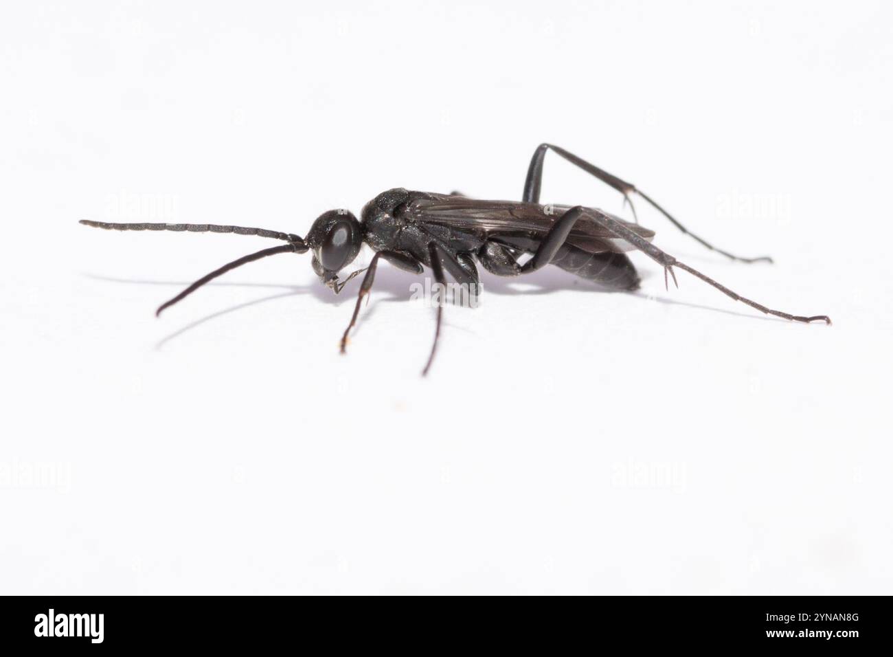Potter Spider Wasp (Auplopus carbonarius) entstand aus der Verpuppung. Kent, Großbritannien. Stockfoto