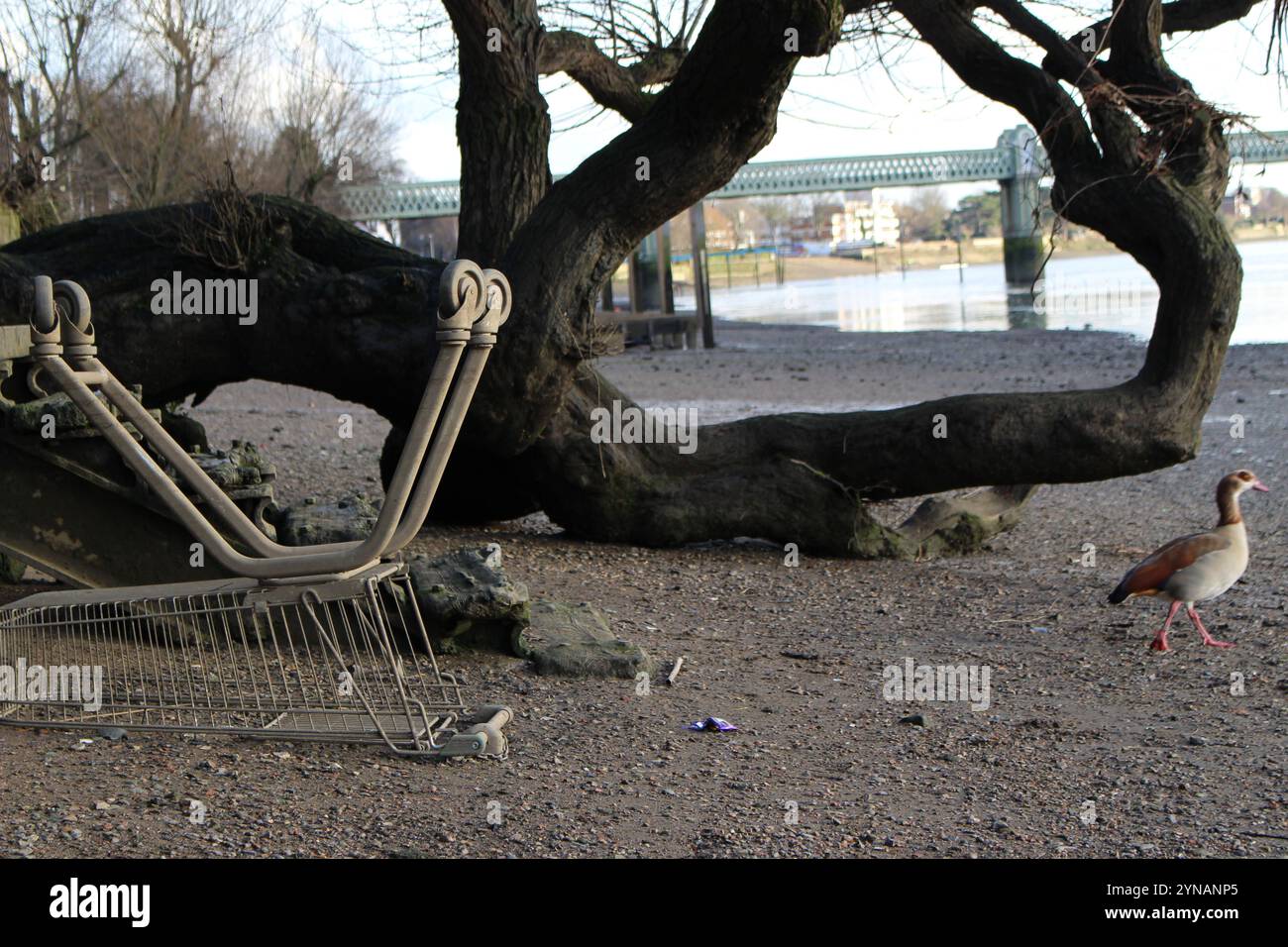 Umgedrehter Einkaufswagen an der Themse, Strand-on-the-Green Stockfoto
