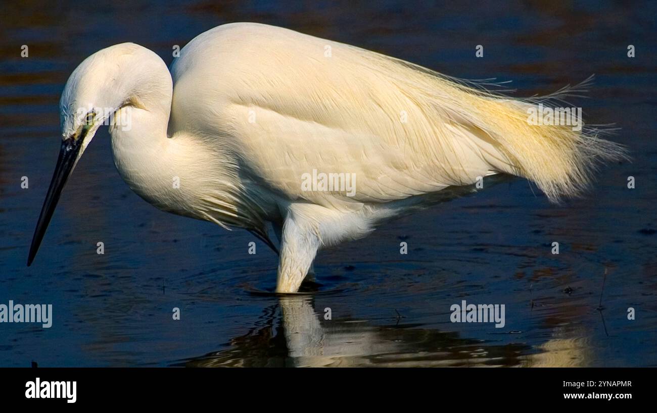 Kleiner Reiher, Egretta garzetta, kleiner Reiher, Naturpark Salinas de Santa Pola, Alicante, Comunidad Valenciana, Spanien, Europa Stockfoto